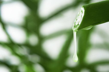 Aloe yaprak suyu damla doğal zemin üzerine