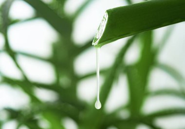 Aloe Vera yaprağı suyu ile aloe tesisi zemin üzerine bırak