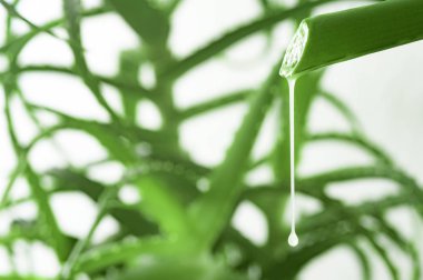 Aloe Vera suyu portre