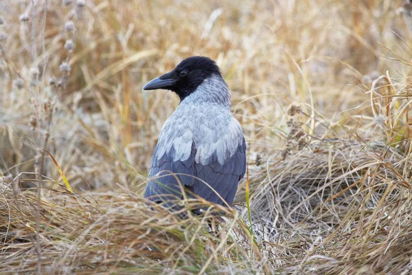Bonte kraai (Corvus cornicx) op het gras — Stockfoto
