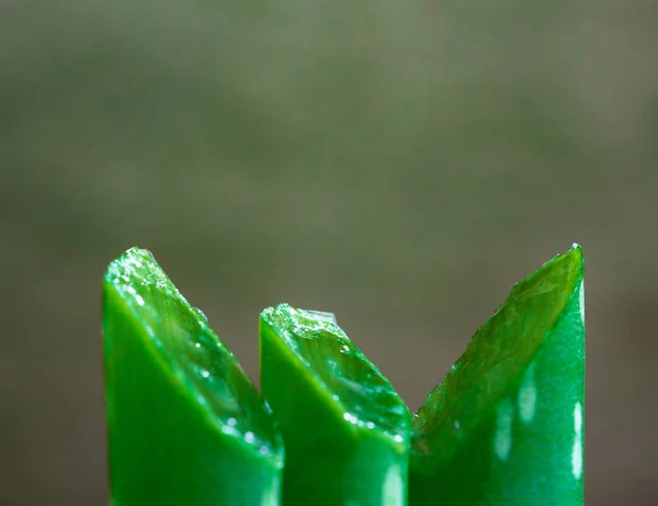 Plasterki Liści Aloesu — Zdjęcie stockowe
