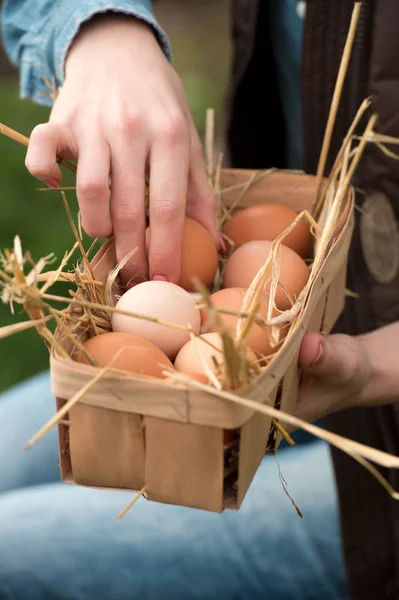 クーの鶏農場でバスケットに新鮮な卵を収集の農家の女性 — ストック写真