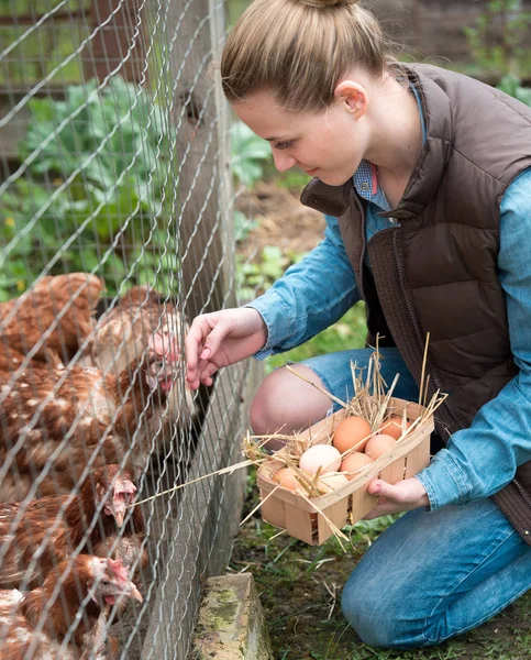 Красивая женщина-фермер собирает свежие яйца в корзину в час — стоковое фото