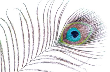 Tavus kuşu tüyü beyaz bir arkaplanda izole edilmiş