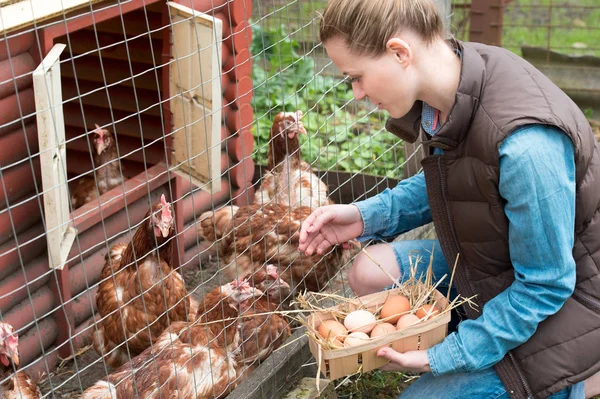 A woman gathering fresh eggs into basket at hen farm in countrys — Stock Photo, Image