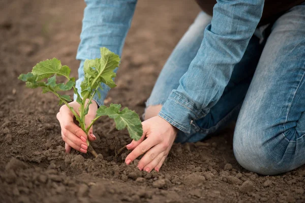 Primavera plantio no campo mãos agrônomos femininos — Fotografia de Stock