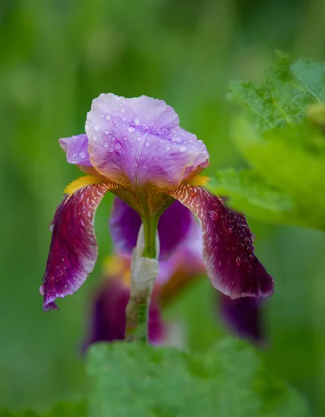 Iris bloemen, een mooi voorjaar bloem op tuin achtergrond — Stockfoto
