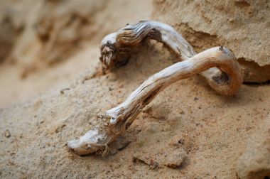 Kum portre ahşap pürüzle kurutulmuş