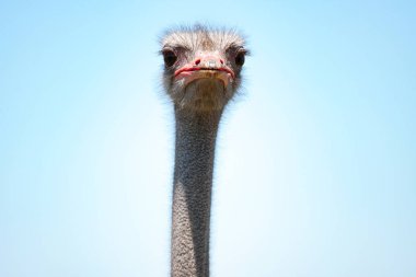 komik devekuşu kafasını izole