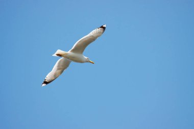 gökyüzü üzerinde martı