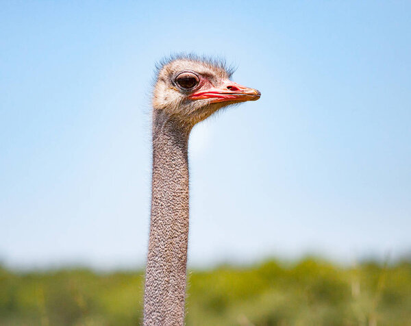 The Curious african ostrich
