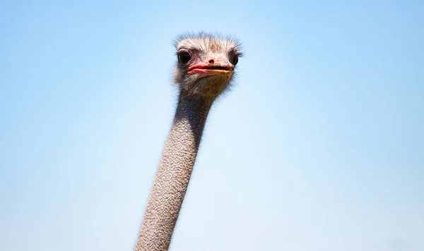 Avestruz cabeça de pássaro e pescoço retrato frontal na fazenda — Fotografia de Stock