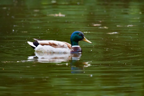 Gräsänder på sjön — Stockfoto