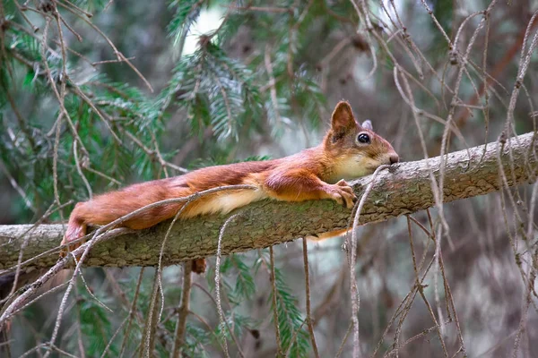 Funny red squirrel hunting — Stock Photo, Image