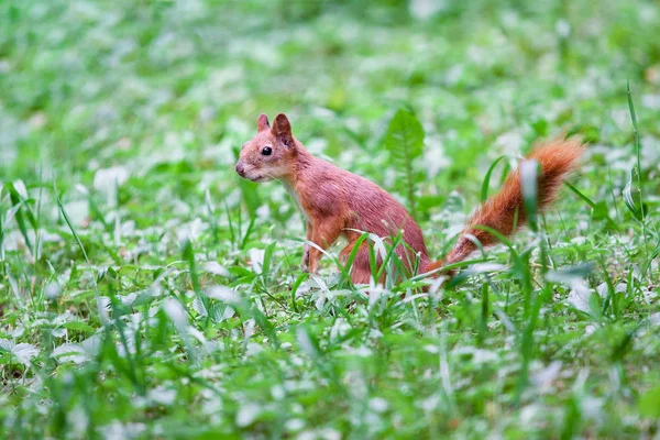 Sciurus vulgaris. Ardilla roja en la hierba verde — Foto de Stock