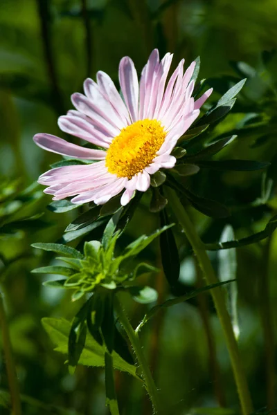 Kwiat Kwitnienia Astry Ogrodzie — Zdjęcie stockowe