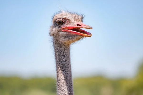 Улыбающийся страус крупным планом — стоковое фото