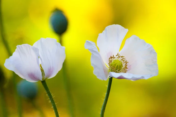 The opium poppy flowers — Stock Photo, Image