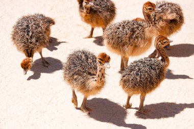 chicks ostrich in the farm clipart