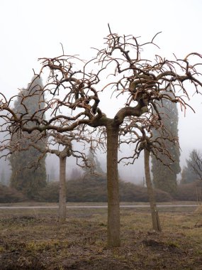 Ağaçların taç oluşumu. Bahar bahçe ve park çalışır.