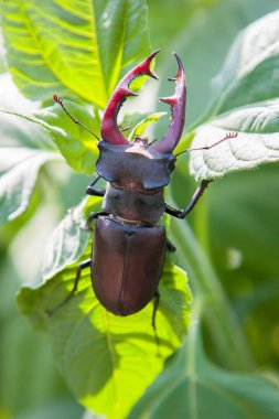 The Stag Beetle, The Male stag beetle on natural background clipart