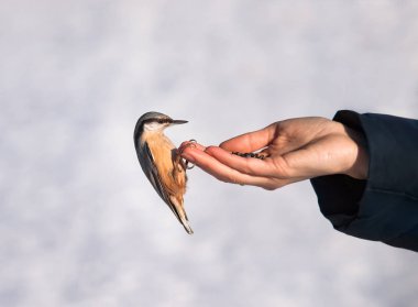 Handtamed ahşap sıvacı kuşu. Yabani kuşlar ve hayvanlar kış aylarında beslenme