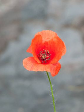 Kırmızı vahşi haşhaş çiçekleri, portre