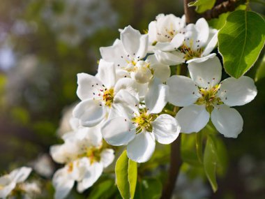 Çiçekli armut ağaç üzerinde şube.