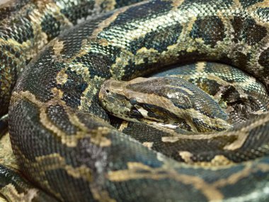 Retiküle python baş portre fotoğrafı