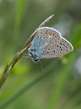 Ortak mavi closeup kelebek