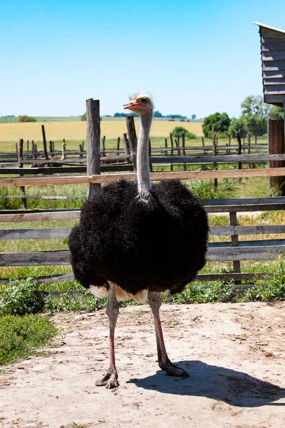Взрослый страус на ферме — стоковое фото