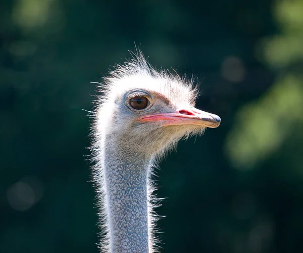 The Ostrich face closeup — Stock Photo, Image