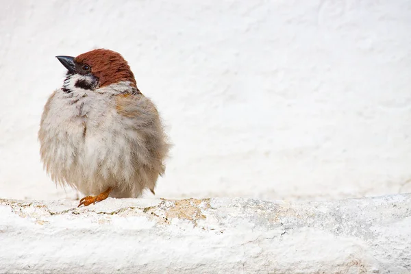 Mus (Passer montanus) is een zangvogel uit de mus-fa — Stockfoto