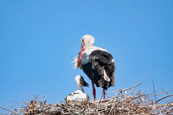 Adult Stork with the baby on the nest