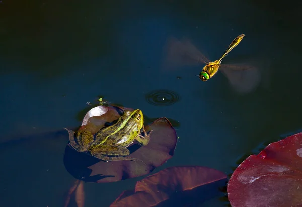 Caça ao sapo para libélula. Vida selvagem natureza fotografia — Fotografia de Stock