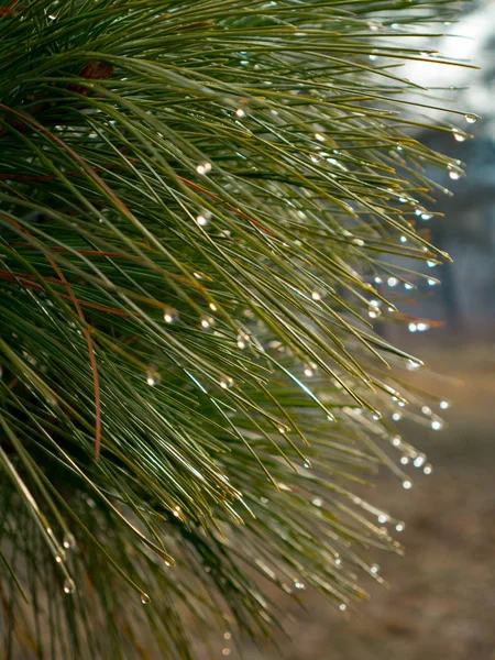 Pinus Armandii Med Droppar Armand Pine Gren — Stockfoto