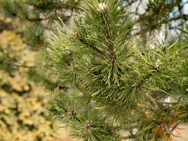 Evergreen Pine Needles Branch Spring Forest — Stock Photo, Image