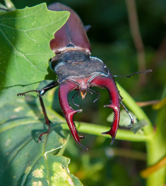 Masculino stg besouro também chamado beliscando bug no natureza — Fotografia de Stock