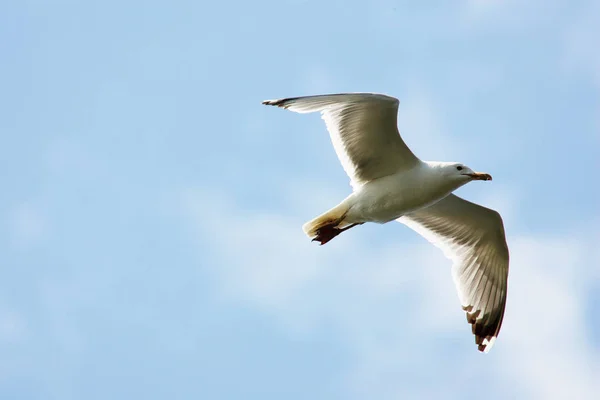 Seagull vliegen op sky — Stockfoto