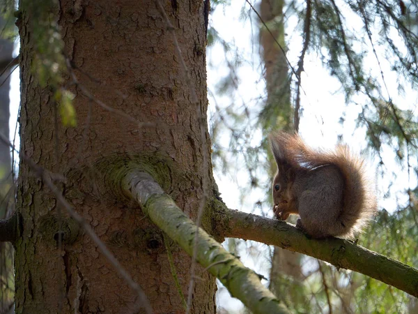 Eichhörnchen auf einer Tanne — Stockfoto