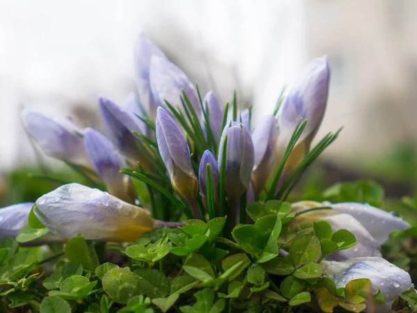 La familia de las flores de azafrán —  Fotos de Stock