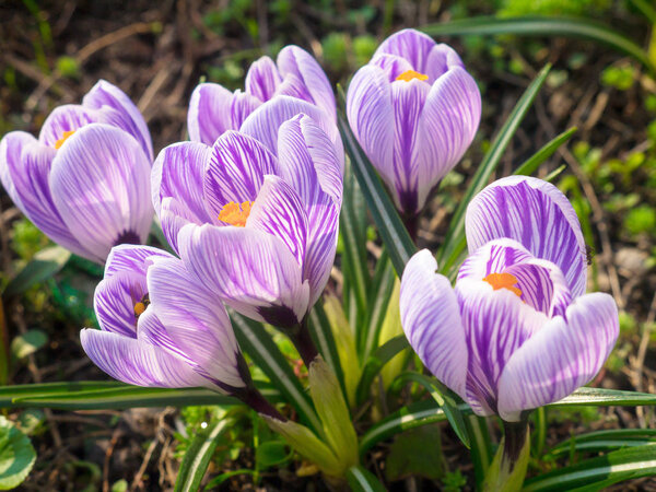The spring crocus flowers