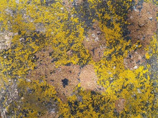 Texture of stone with colored moss — Stock Photo, Image