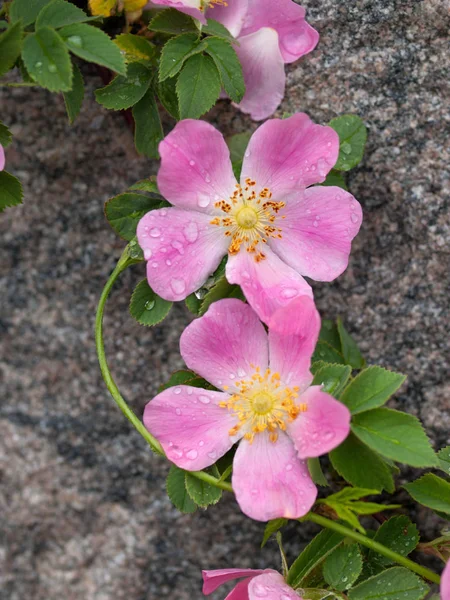 Branch of briar with flower in the garden on a granite backgroun — Stock Photo, Image