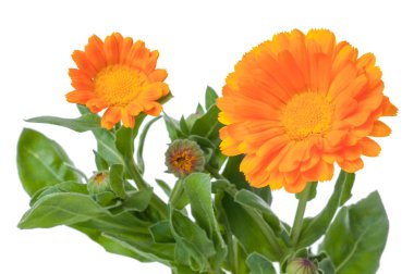 Yakın çekim Calendula. Çiçekler beyaz izole yaprakları ile