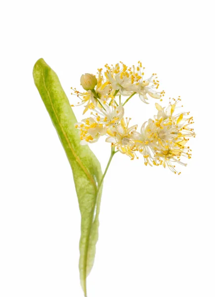 Linden květiny close-up izolované na bílém pozadí — Stock fotografie