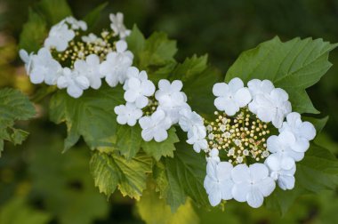Bahçedeki beş yaprakları ile güzel beyaz çiçekler açan bir dekoratif çalı çiçekli dalları