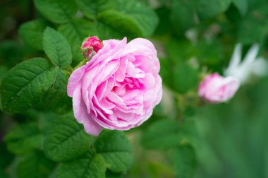 Yeşil Bahçe, su damlaları ile parlak pembe güller