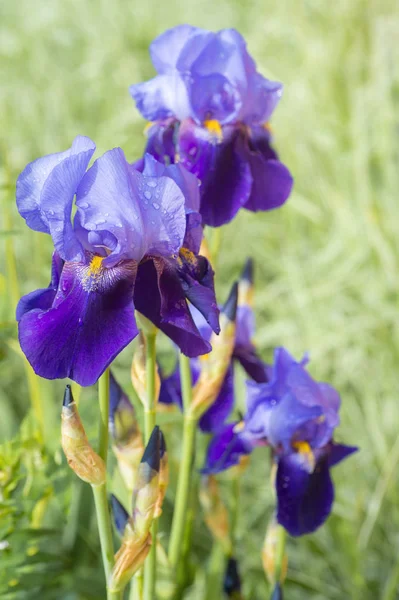 Fleur Iris Humide Avec Gouttes Pluie Sur Les Feuilles — Photo