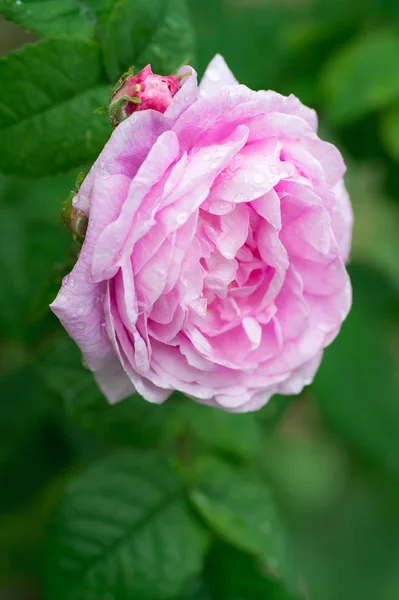 Pink Roses Drops Water Rose Close View — Stock Photo, Image